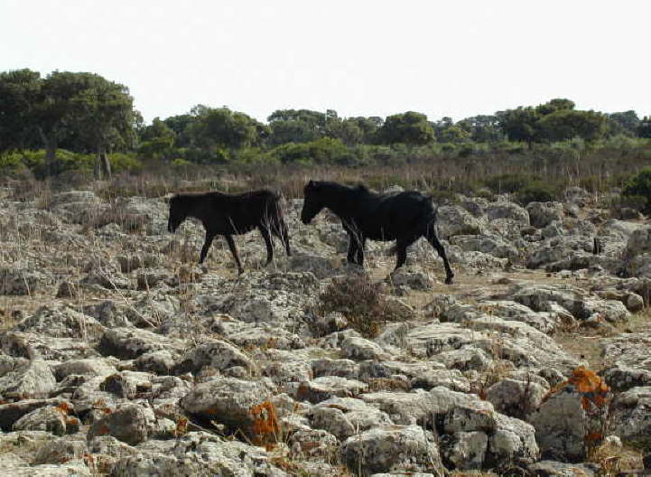 Wildpferde in der Giara di Gesturi